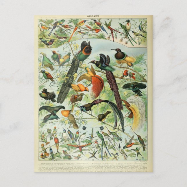 Illustration dictionnaire oiseaux vykort (Framsida)