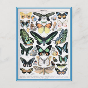 Illustration dictionnaire papillons vykort