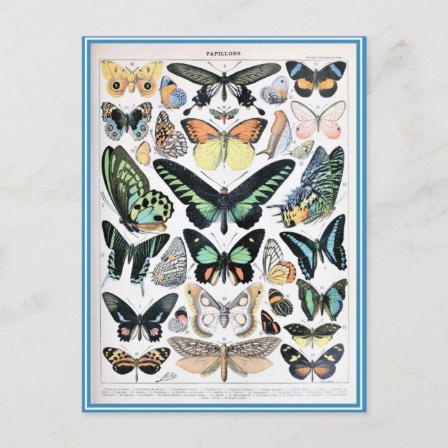 Illustration dictionnaire papillons vykort (Framsida)