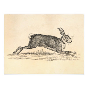 Illustration för 1800s för kanin för fototryck
