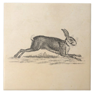 Illustration för 1800s för kanin för kakelplatta