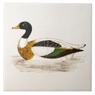 Illustration för anka för drake för vintage1800 kakelplatta