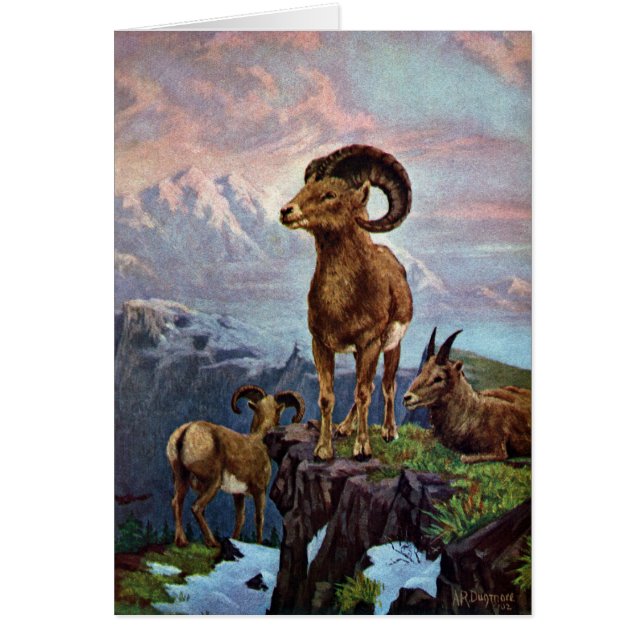 Illustration för Bighorn fårvintage Hälsningskort (Framsidan)