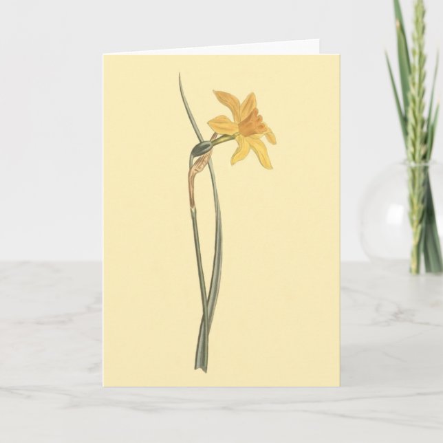Illustration för blomma för Jonquil påskliljagult Kort (Framsida)