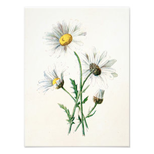 Illustration för blomma för vild för daisy för fototryck