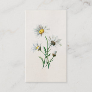 Illustration för blomma för vild för daisy för visitkort