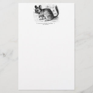 Illustration för Chinchillas för Brevpapper