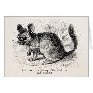 Illustration för Chinchillas för Hälsningskort