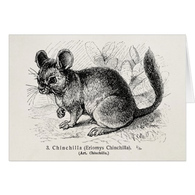 Illustration för Chinchillas för Hälsningskort (Framsidan Horizontal)