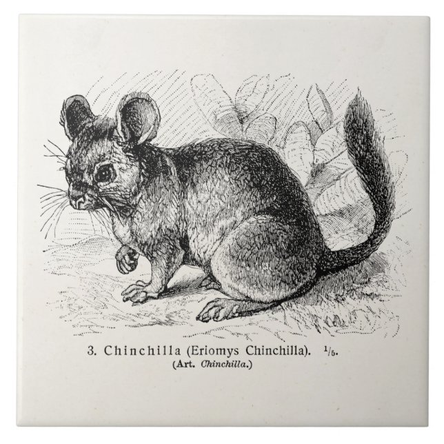 Illustration för Chinchillas för Kakelplatta (Framsidan)