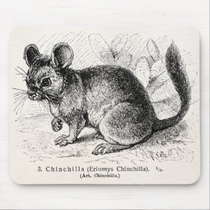 Illustration för Chinchillas för Musmatta