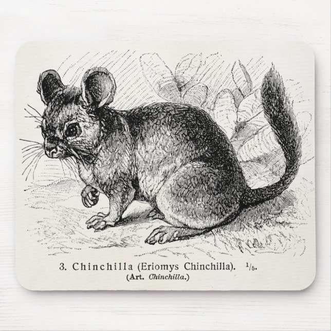 Illustration för Chinchillas för Musmatta (Framsidan)