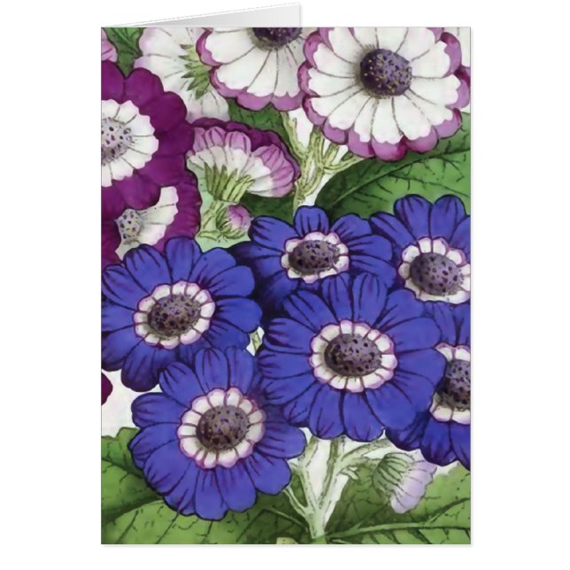 Illustration "för Cineraria" vintageblomma Hälsningskort (Framsidan)