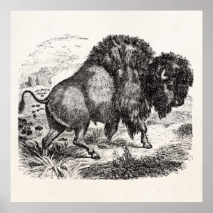Illustration för djur för Bison för vintagebuffel Poster
