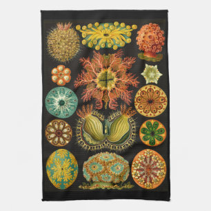 Illustration för Ernst Haeckel Ascidiae havsliv Kökshandduk
