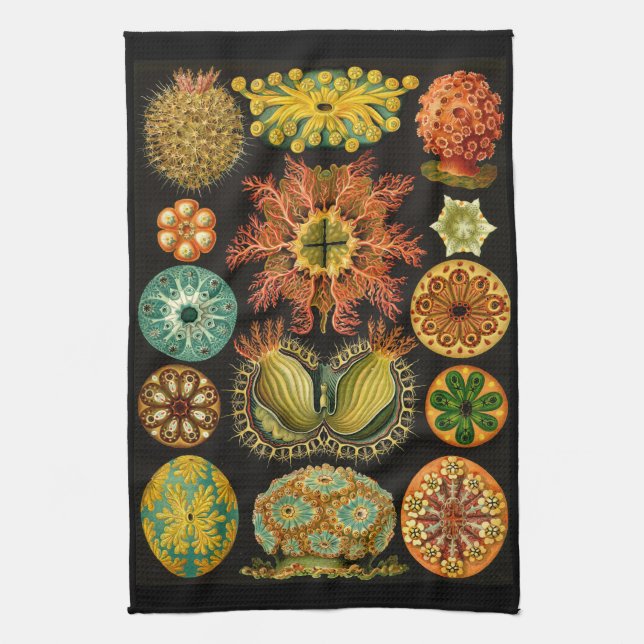 Illustration för Ernst Haeckel Ascidiae havsliv Kökshandduk (Vertikal)