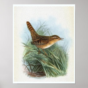 Illustration för fågel för Sedgegärdsmygvintage Poster