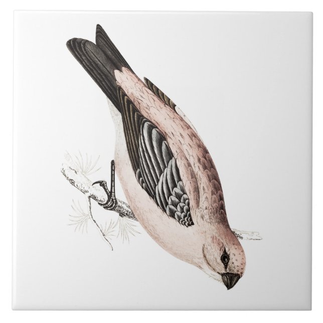 Illustration för fågel för vintagegräsGrossbeak Kakelplatta (Framsidan)