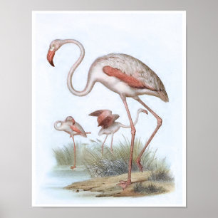 Illustration för Flamingovintagefågel Poster
