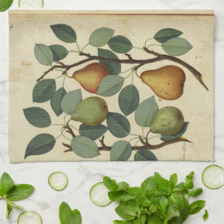 Illustration för frukt för vintagePear botanisk Kökshandduk