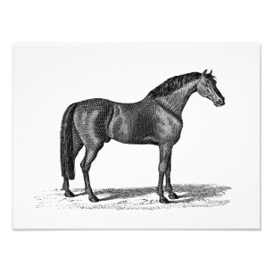 Illustration för häst för vintage1800s arabisk fototryck
