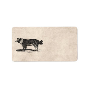 Illustration för hund för Collie för Adressetikett