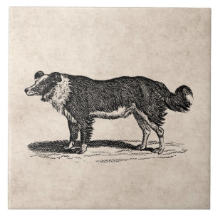 Illustration för hund för Collie för Kakelplatta
