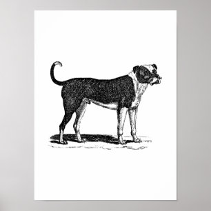 Illustration för hund för vintage1800sbulldogg - poster