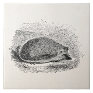 Illustration för igelkottar för kakelplatta