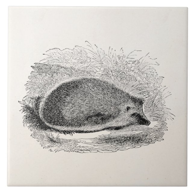 Illustration för igelkottar för kakelplatta (Framsidan)