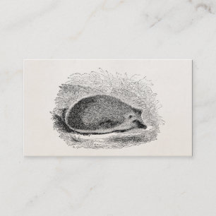 Illustration för igelkottar för visitkort