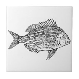Illustration för konst för vintagefisk nautisk kakelplatta