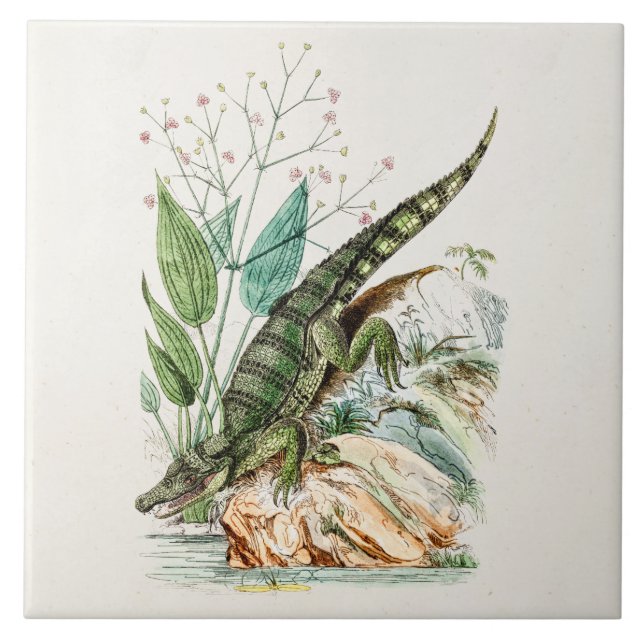Illustration för krokodil för kakelplatta (Framsidan)