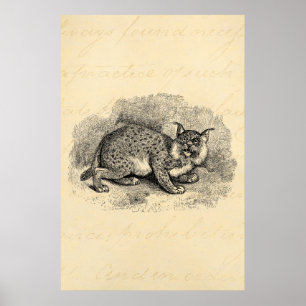 Illustration för lodjur för katt för egennamn f poster