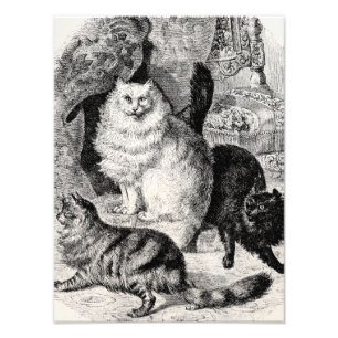 Illustration för perserkatter för 1800s för fototryck