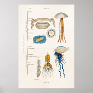 Illustration för vintage1800smanet - geléfisk poster
