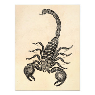 Illustration för vintage1800sScorpion - Scorpions Fototryck