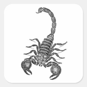 Illustration för vintage1800sScorpion - Scorpions Fyrkantigt Klistermärke