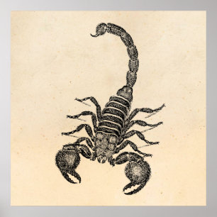 Illustration för vintage1800sScorpion - Scorpions Poster