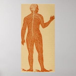 Illustration för vintagemänniskanervsystem (1887) poster
