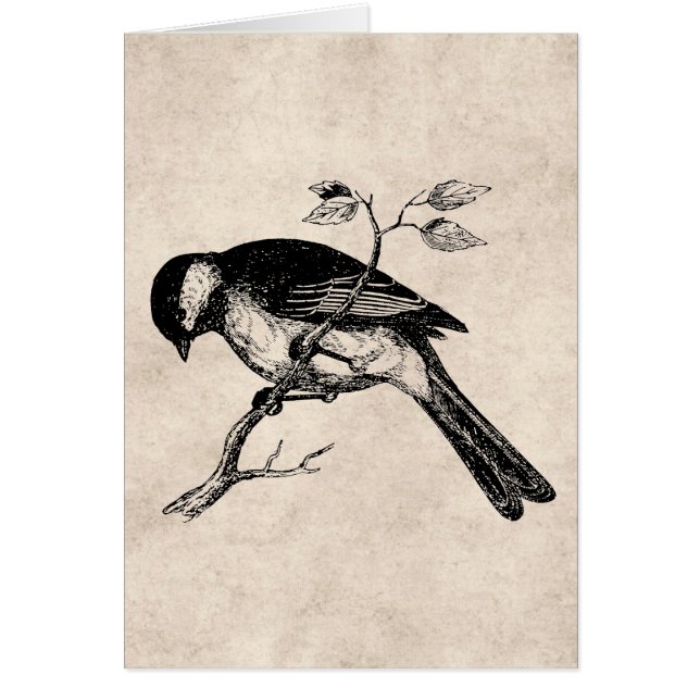 Illustration för vintagesångfågel - fåglar 1800's hälsningskort (Framsidan)