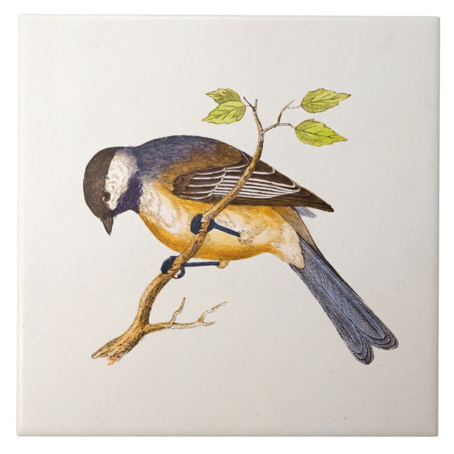 Illustration för vintagesångfågel - fåglar 1800's kakelplatta (Framsidan)