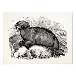 Illustration för Walruses för vintagevalross1800 Fototryck