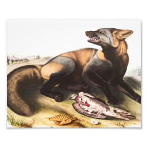 Illustration från American Kor Fox (Canis vulpes) Fototryck