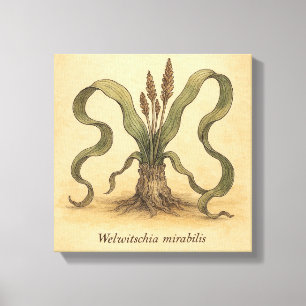 Illustration från Ancient Desert Plant Welwitschia Canvastryck