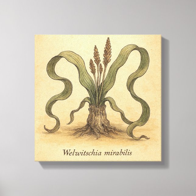 Illustration från Ancient Desert Plant Welwitschia Canvastryck (Framsida)