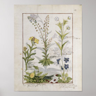 Illustration från Bok of Simple Medicines 2 Poster