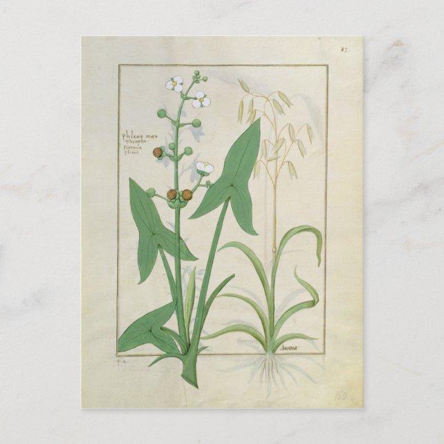 Illustration från Bok of Simple Medicines 2 Vykort (Framsida)