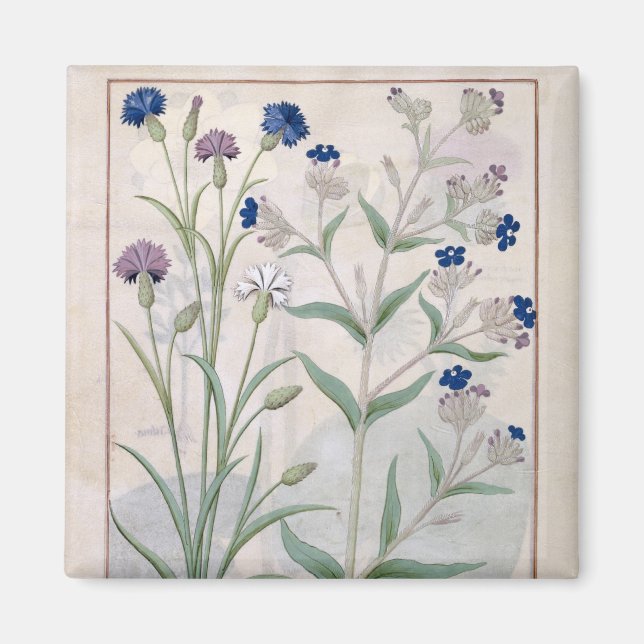 Illustration från "Bok of Simple Medicines" 3 Magnet (Framsidan)