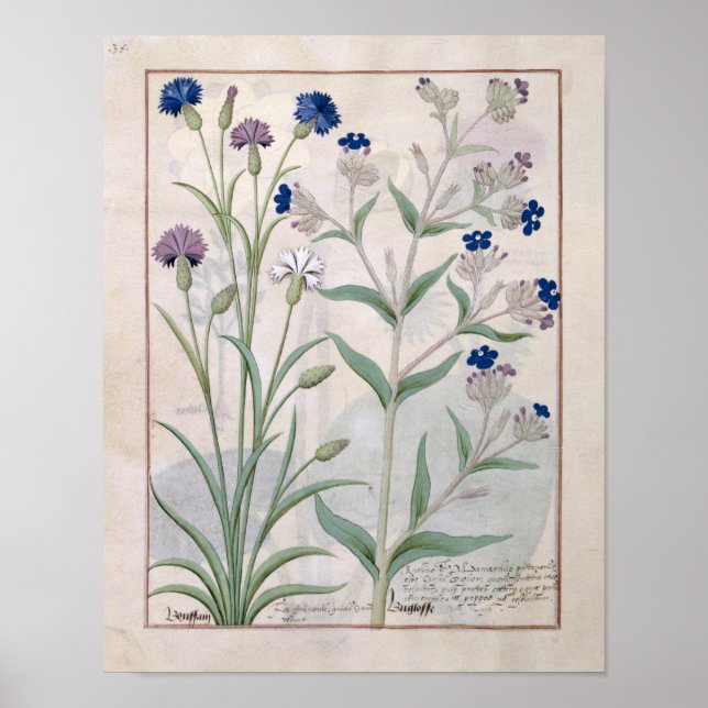 Illustration från "Bok of Simple Medicines" 3 Poster (Framsidan)